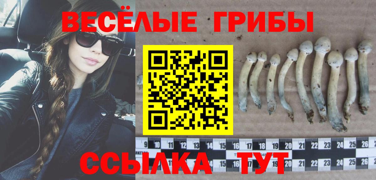 Кингисепп  Галлюциногенные грибы Psilocybe  Вход с VPN 